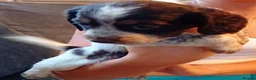 Cocker Spaniel dogs for sale: Cocker spaniel puppy's  - Advert 21