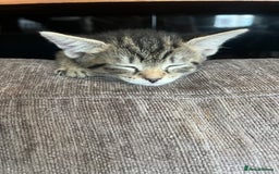 Mixed Breed cats for sale: Short hair and long hair kittens  - Image 9