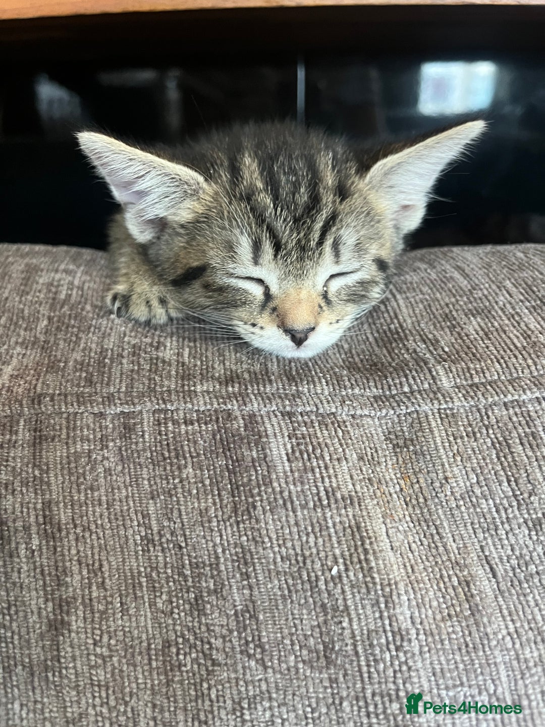 Mixed Breed cats for sale: Short hair and long hair kittens  - Image 9