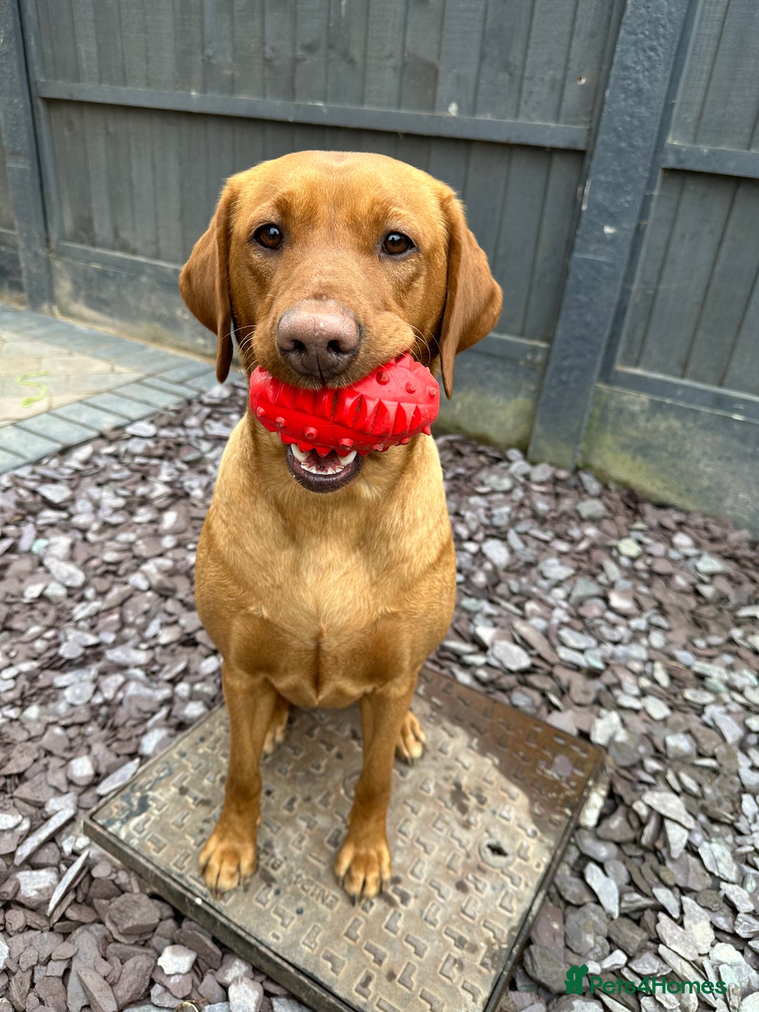 Labrador Retriever dogs for sale: KC Fox Red Labrador Pups FTCH Sire - Health Tested - Advert 17