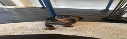 Dachshund dogs for sale: Dachshund puppy’s  in Ipswich - Advert 11