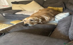 Golden Retriever dogs for sale: Bailey, Golden Retriever Male Just turned 2 - Image 3