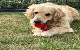 Golden Retriever dogs for stud: Enzo KC registered Stud dog  - Image 4