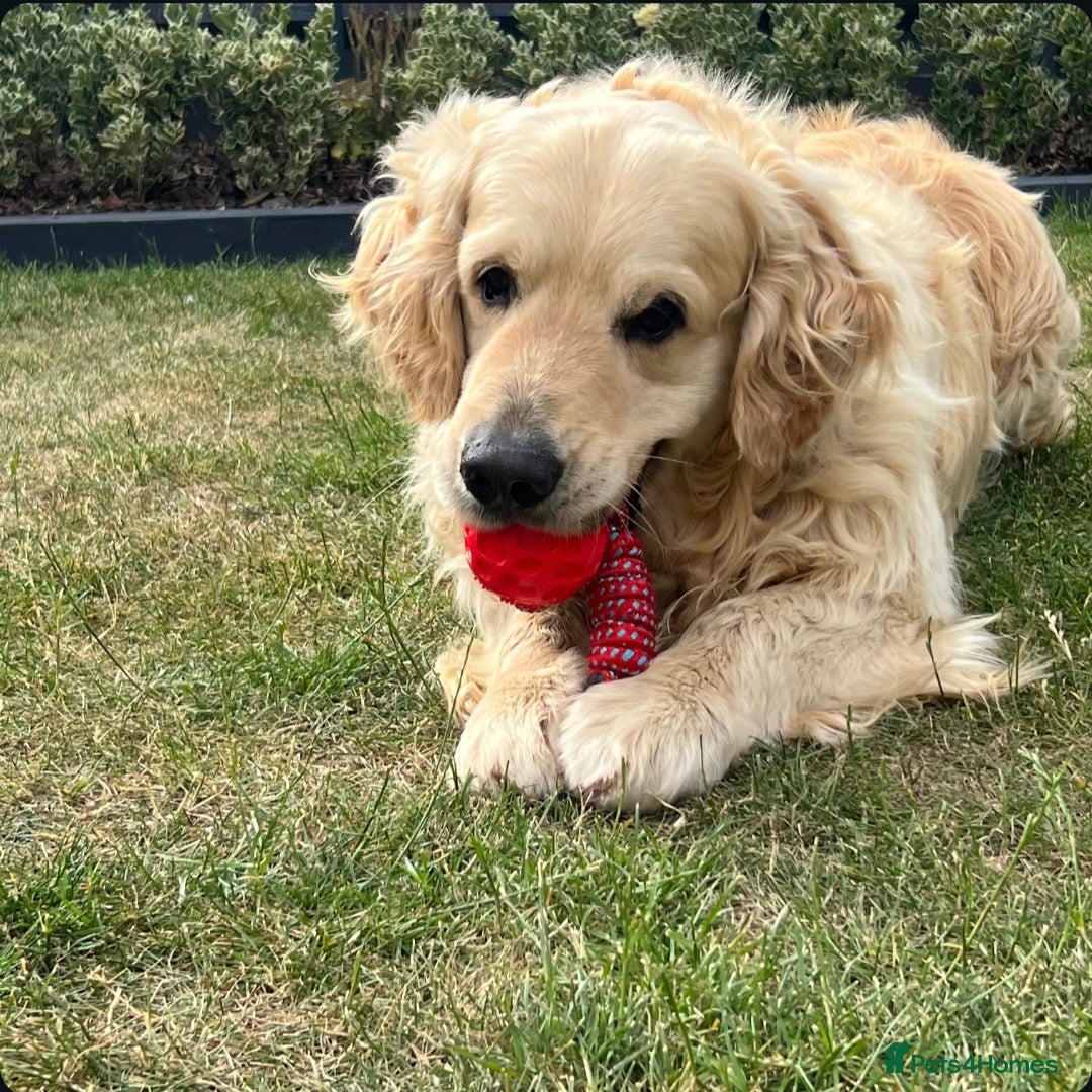 Golden Retriever dogs for stud: Enzo KC registered Stud dog  - Image 4