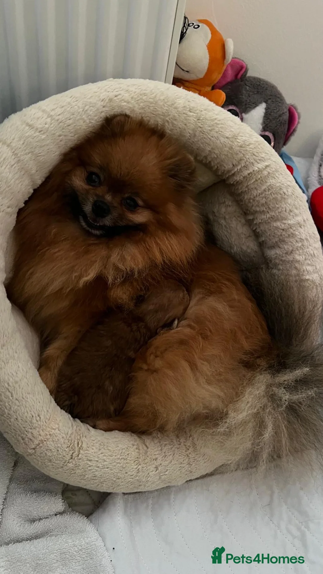 Pomeranian dogs for sale: ADORABLE PURE POMERANIAN KC - Advert 32