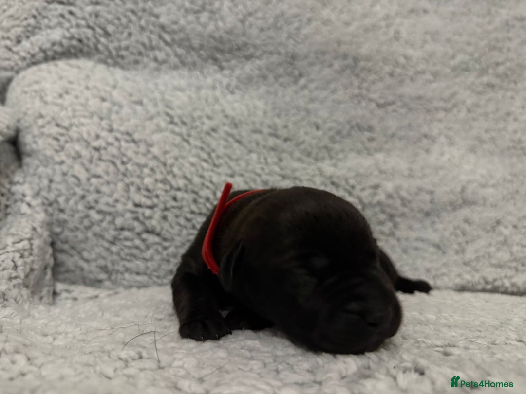 Bandog dogs for sale: 🐾 🌟 Premium multigen Bandogge Puppies🌟🐾 - Image 13