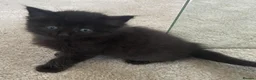 Mixed Breed cats for sale: Fluffy kittens for sale - Advert 7