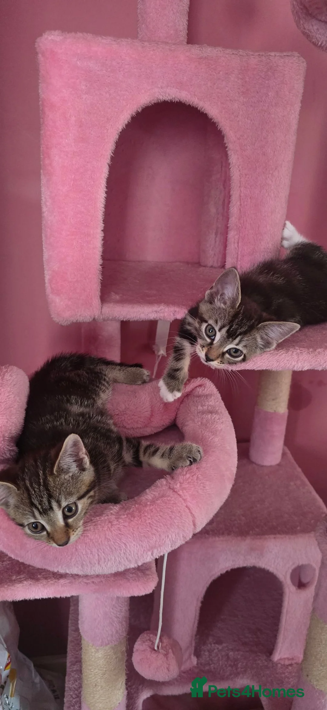 British Shorthair cats for sale: 3 female tabby kittens in Cirencester - Advert 2