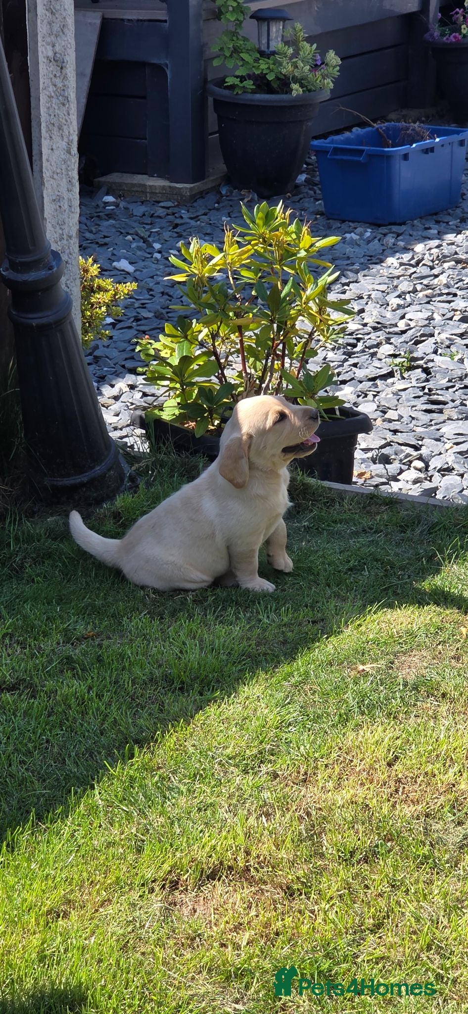 Labrador Retriever dogs Labrador puppy - Advert 3
