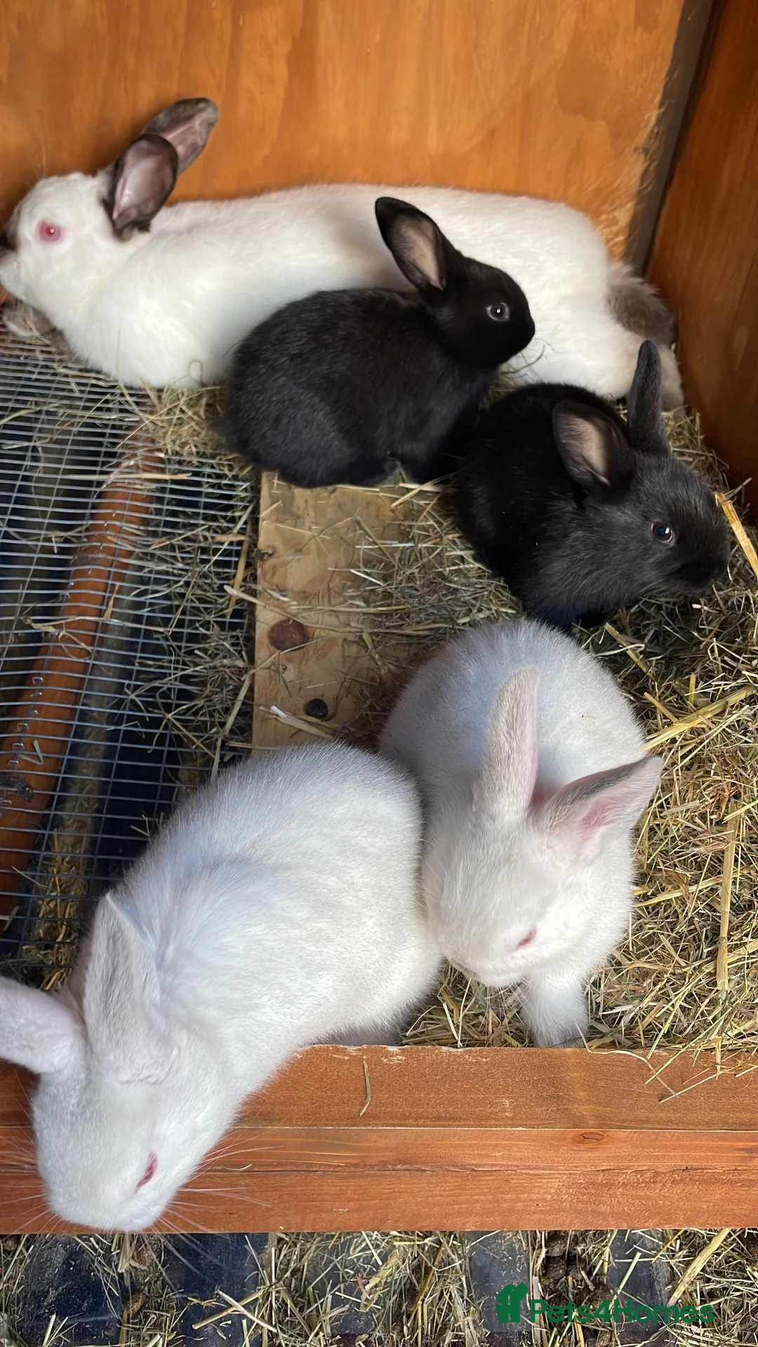 Mixed Breed rabbits for sale: New Zealand/Californian Cross - Advert 7