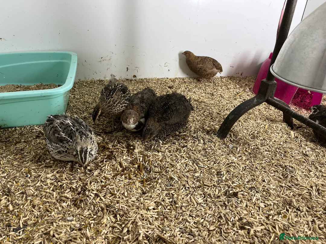 Quail poultry for sale: Quails - Advert 4