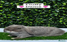 Mini Lop rabbits for sale: Gorgeous Pure Bred Mini Lops 💛 | RESERVE NOW 🐰 - Image 17