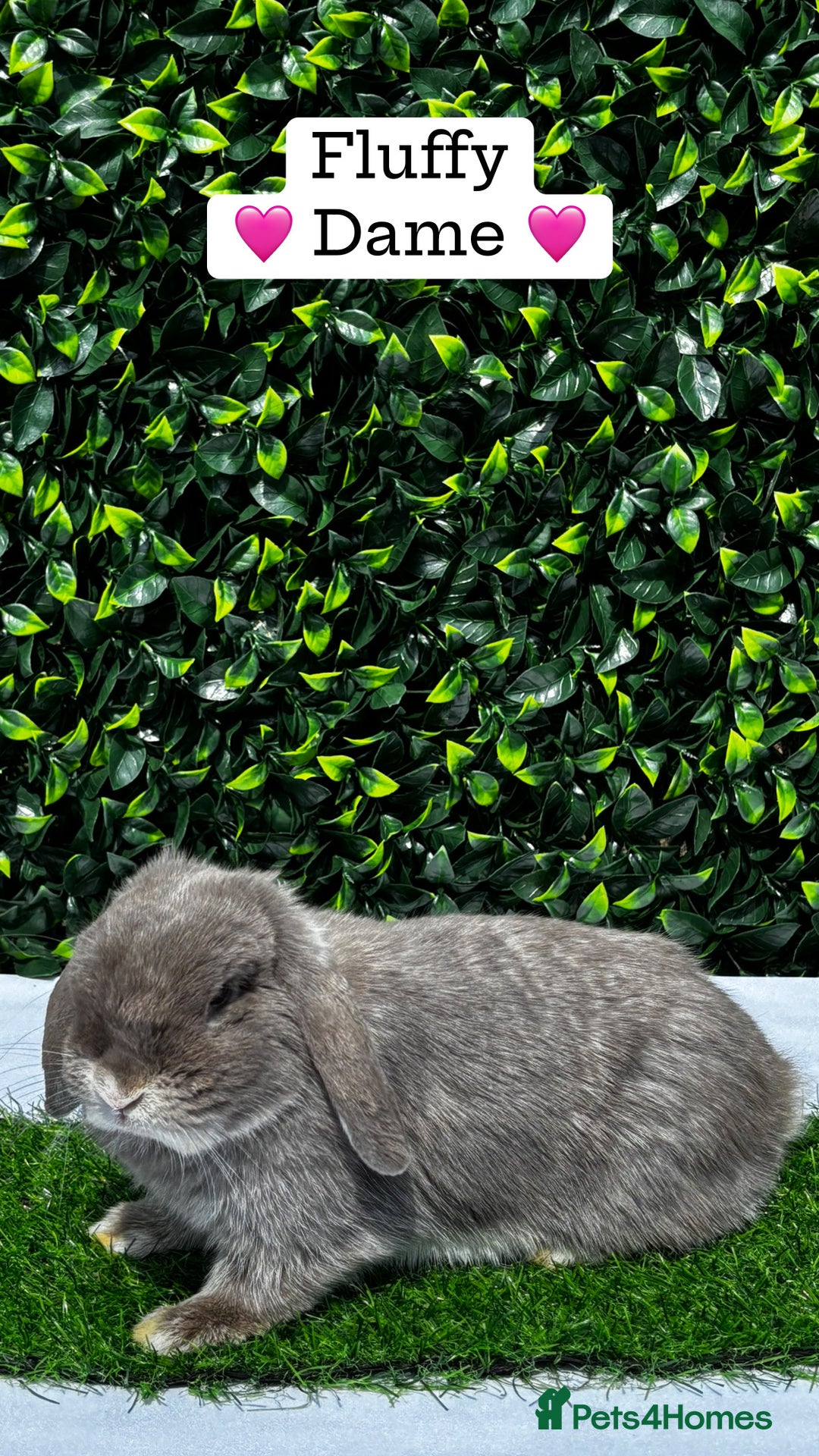 Mini Lop rabbits for sale: Gorgeous Pure Bred Mini Lops 💛 | RESERVE NOW 🐰 - Image 17
