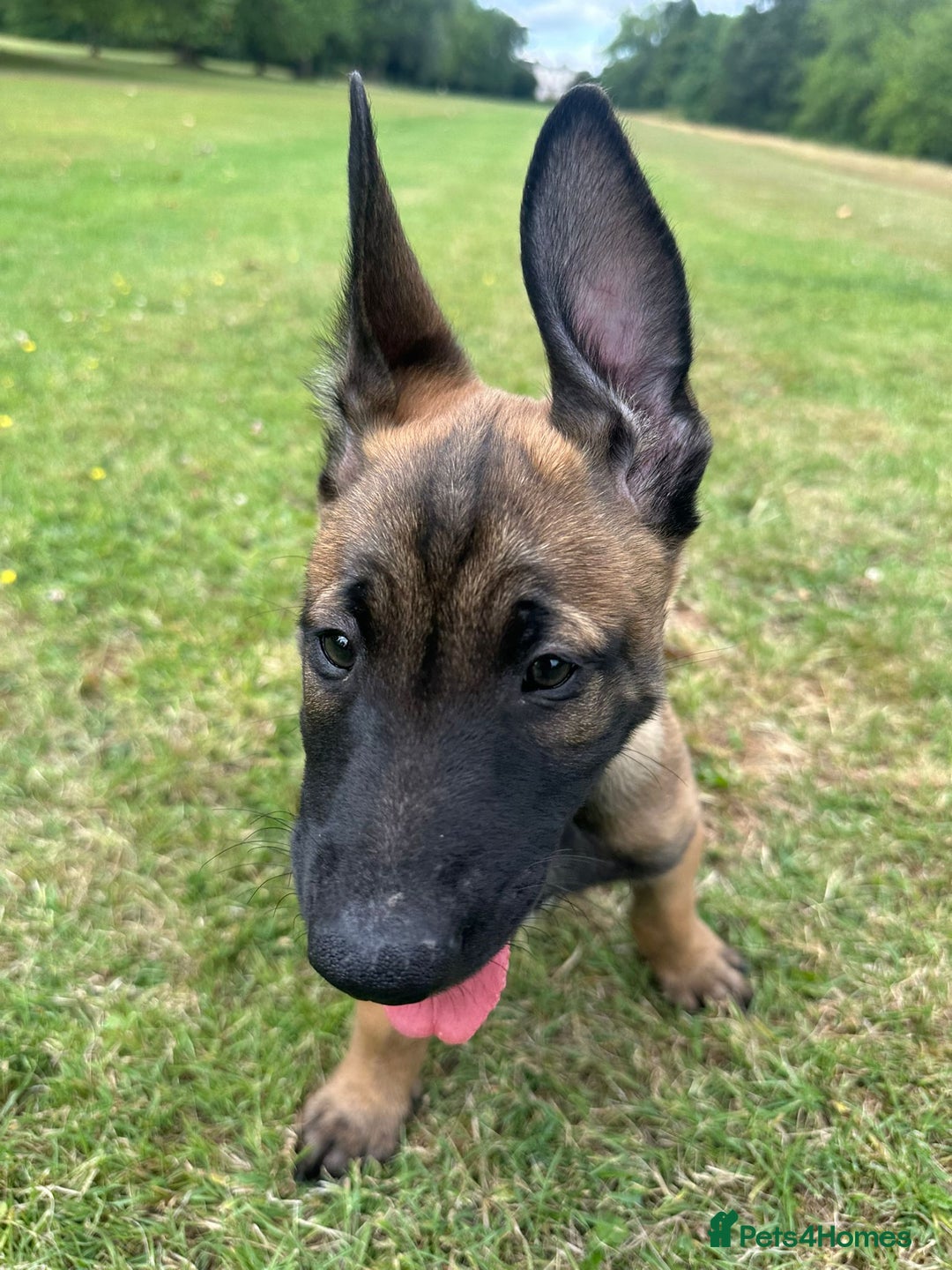 Belgian Shepherd Dog dogs for sale: Belgian Malinois.1girl and 1 boy left.Reduced £ in Peterborough - Image 5