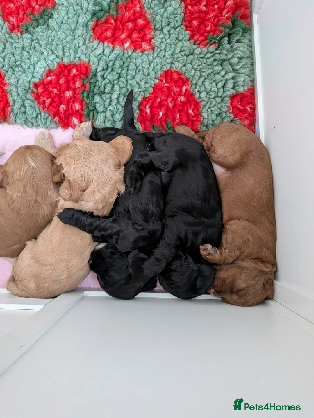 Cockapoo dogs for sale: Cockapoo puppies for sale  - Advert 2
