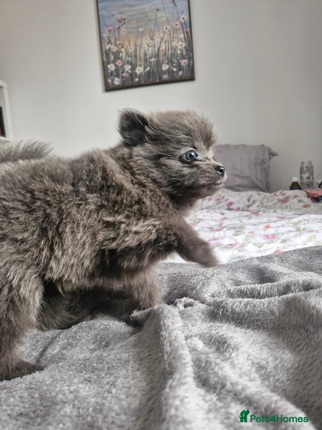 Pomapoo dogs for sale: ✨ Beautiful Pomapoo Puppies – 1,600 ✨ - Advert 25