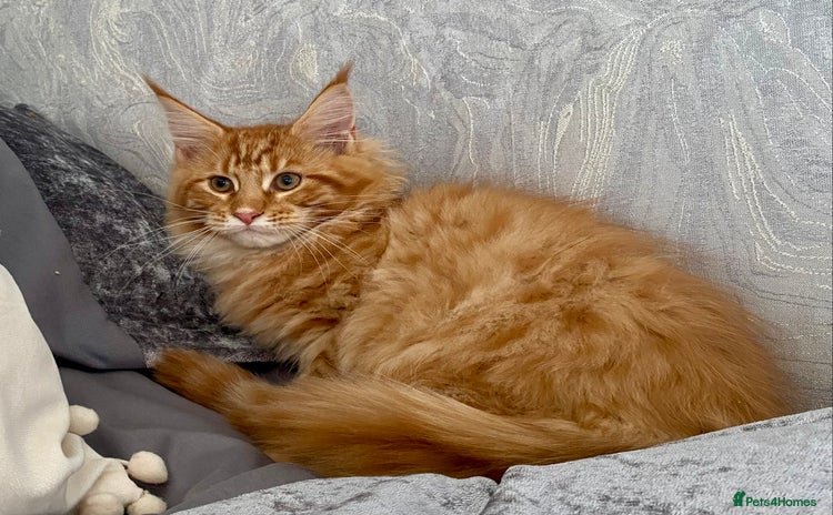 Maine Coon cats - Advert 7
