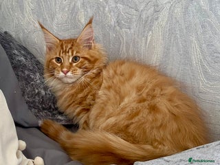 Maine Coon cats - Advert 9