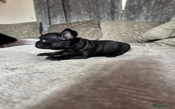 French Bulldog dogs for sale: Beautiful French bulldog  - Advert 4