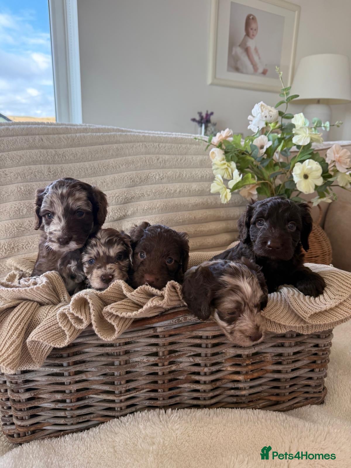 Cockapoo dogs Cockerpoo puppies  - Advert 1
