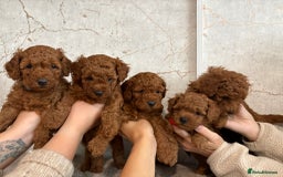 Cavapoochon dogs for sale: Cavapoochons!!🐶 ONLY ONE BOY LEFT!!  - Image 3