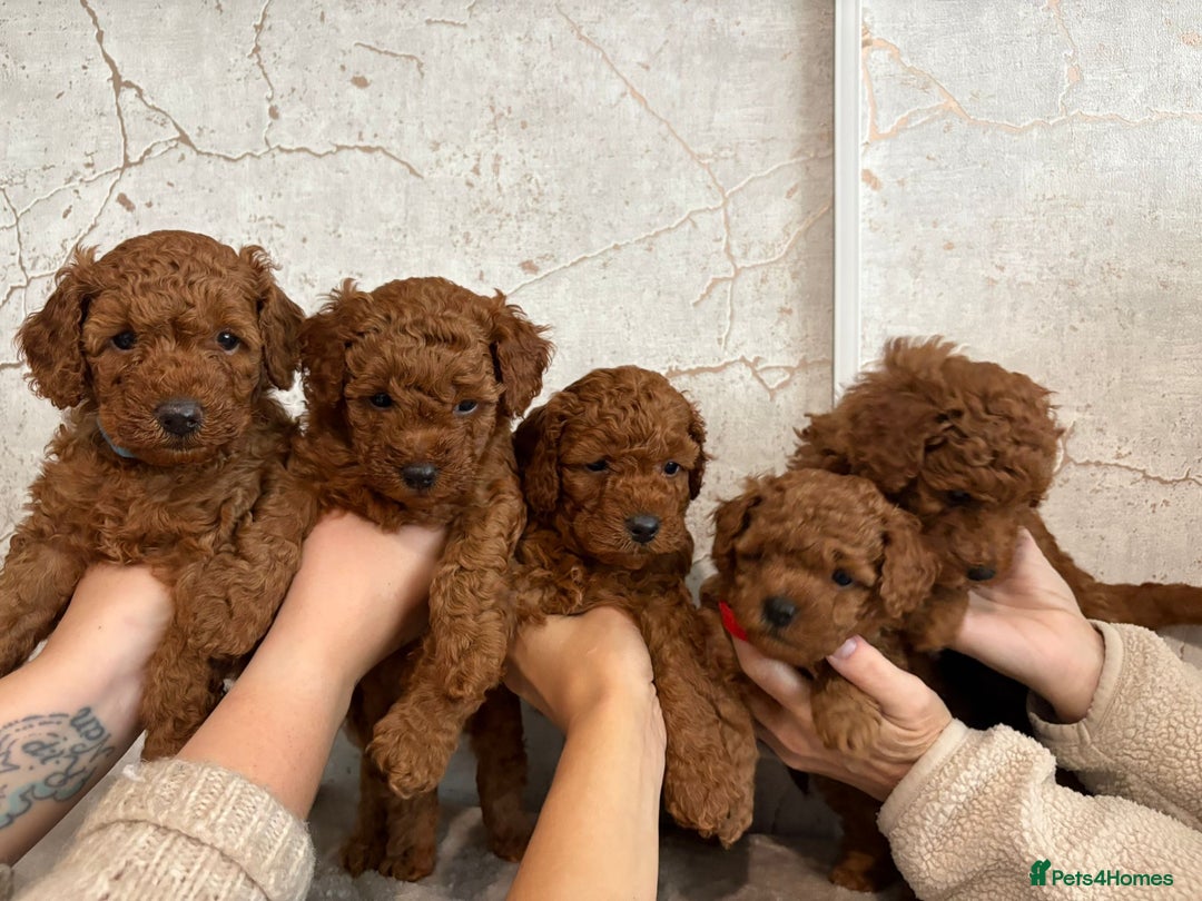 Cavapoochon dogs for sale: Cavapoochons!!🐶 ONLY ONE BOY LEFT!!  - Image 3