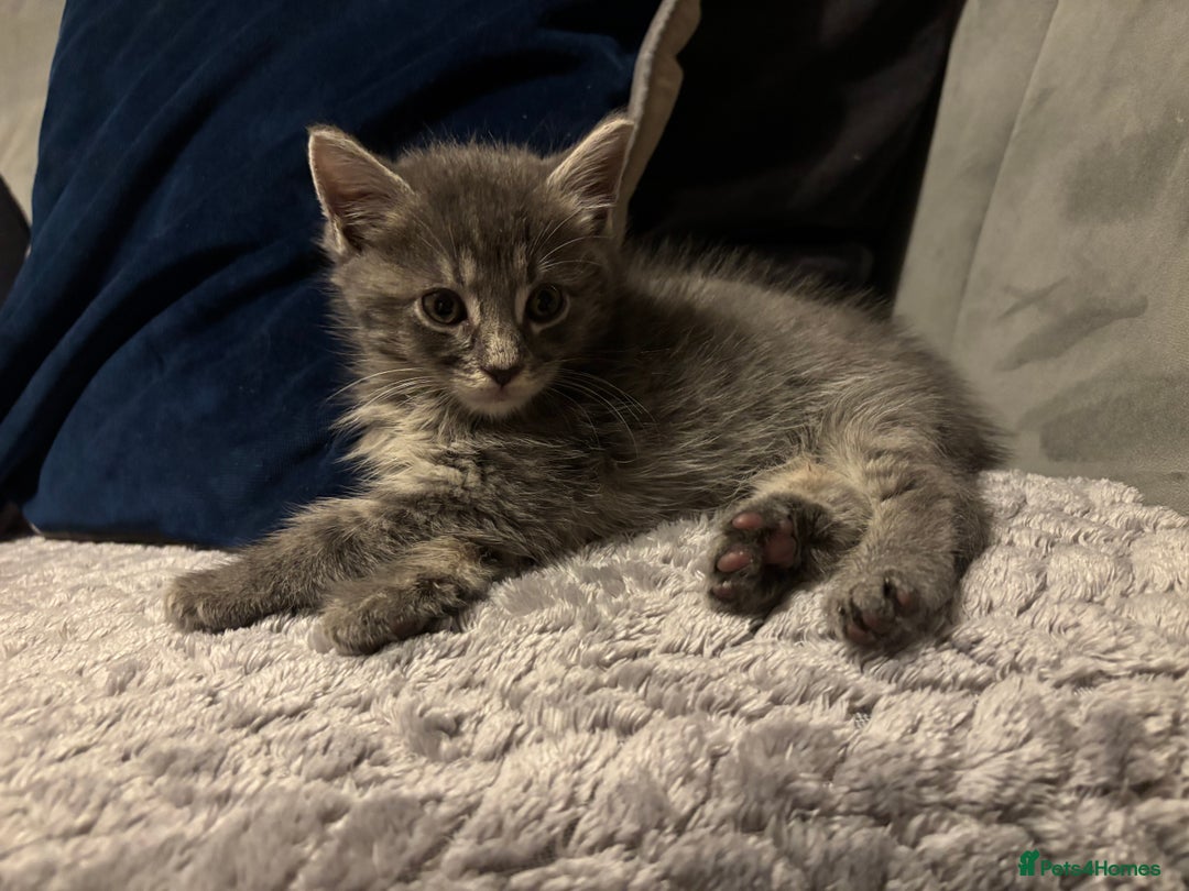 Maine Coon cats for sale: Maine Coon cross British short hair  - Image 6