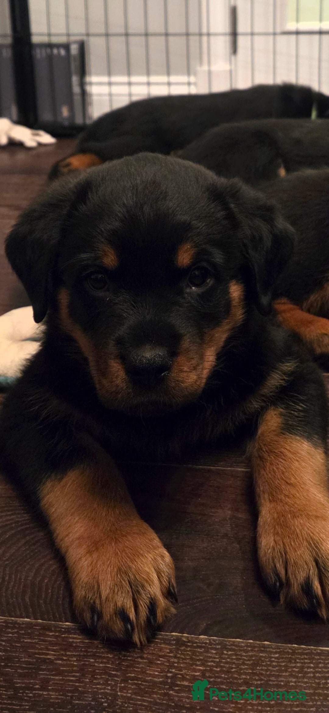 Rottweiler dogs for sale: ***Ready Now*** KC Registered Rottweiler Puppies - Advert 3