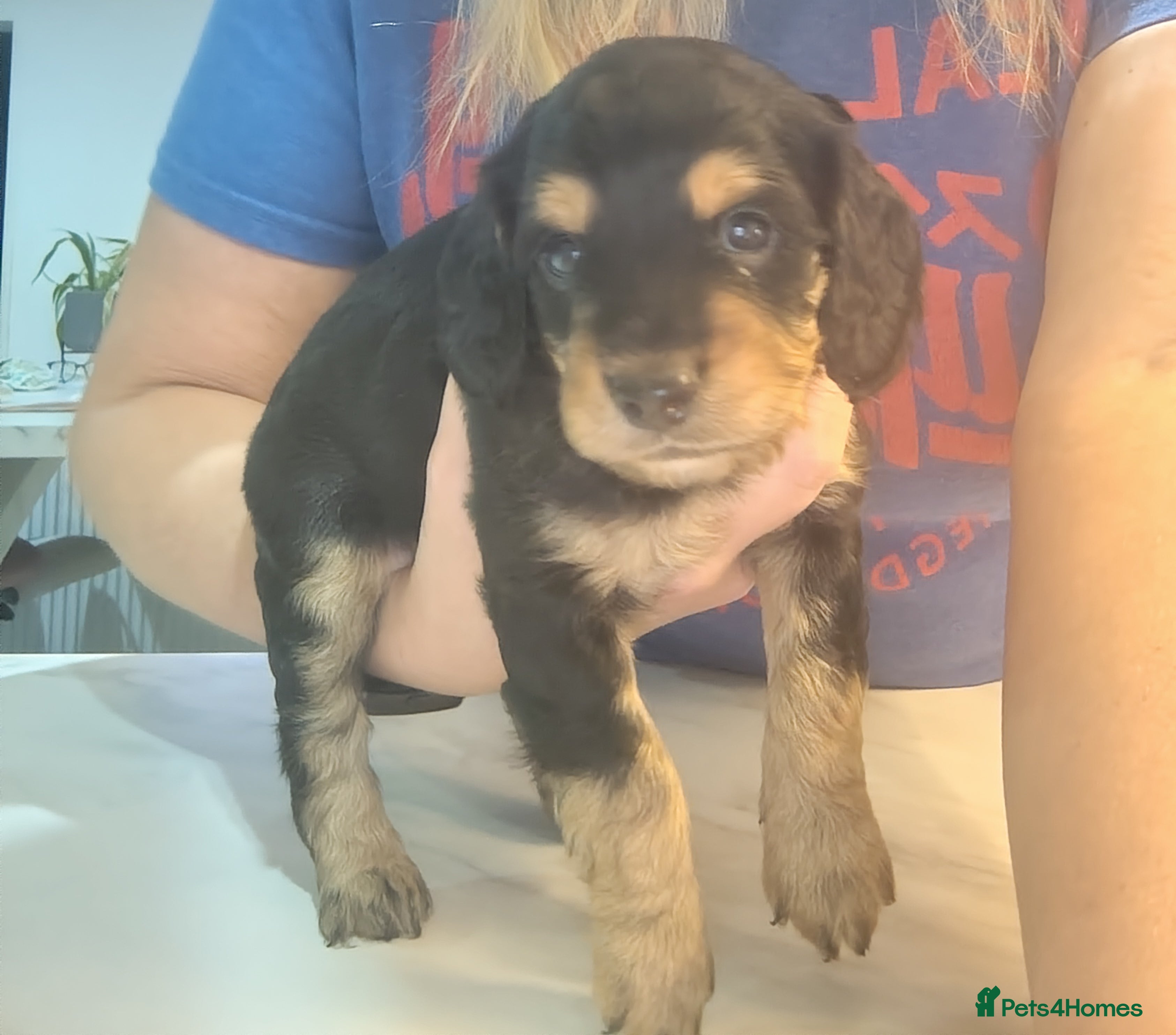 Cavapoo dogs Stunning tri coloured teddy bear Cavapoos x 6  - Advert 8