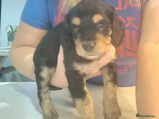 Cavapoo dogs Stunning tri coloured teddy bear Cavapoos x 6 - Advert 8