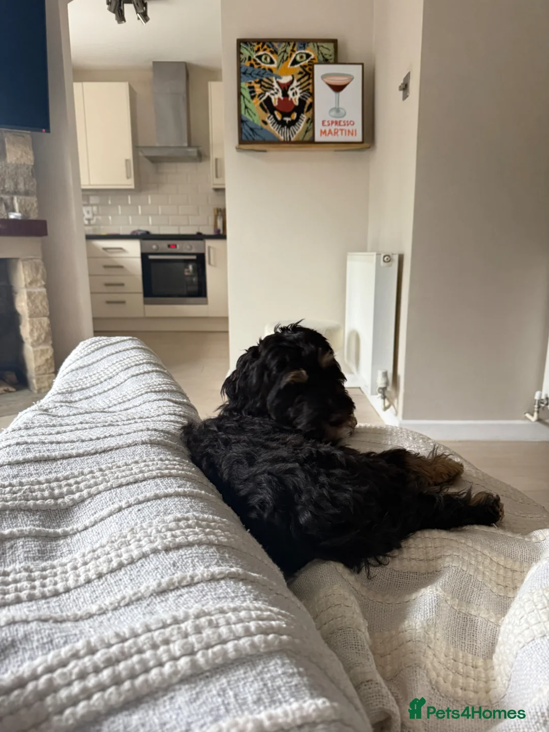 Cockapoo dogs for sale: Gorgeous Brandy  - Advert 3