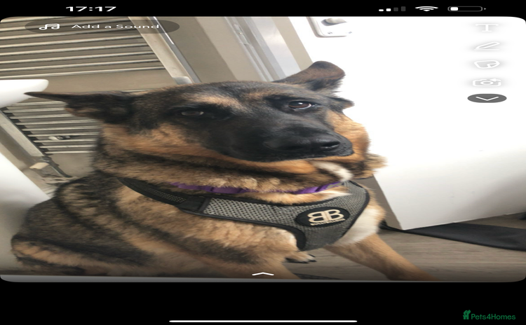 Mixed Breed dogs - Advert 16