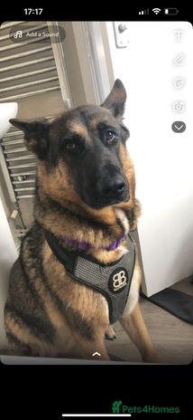 Mixed Breed dogs - Advert 16