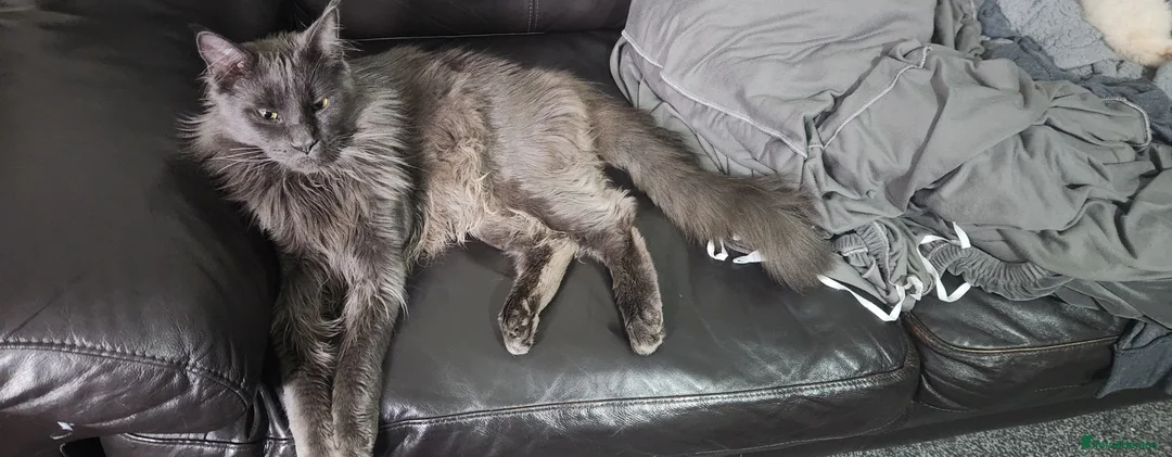 Maine Coon cats for sale: Pure Maine Coon kittens for sale - Advert 11