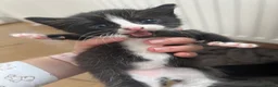 Mixed Breed cats for sale: 5 little girls  - Advert 4
