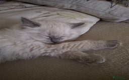 Ragdoll cats for sale: Beautiful Ragdoll - Image 5