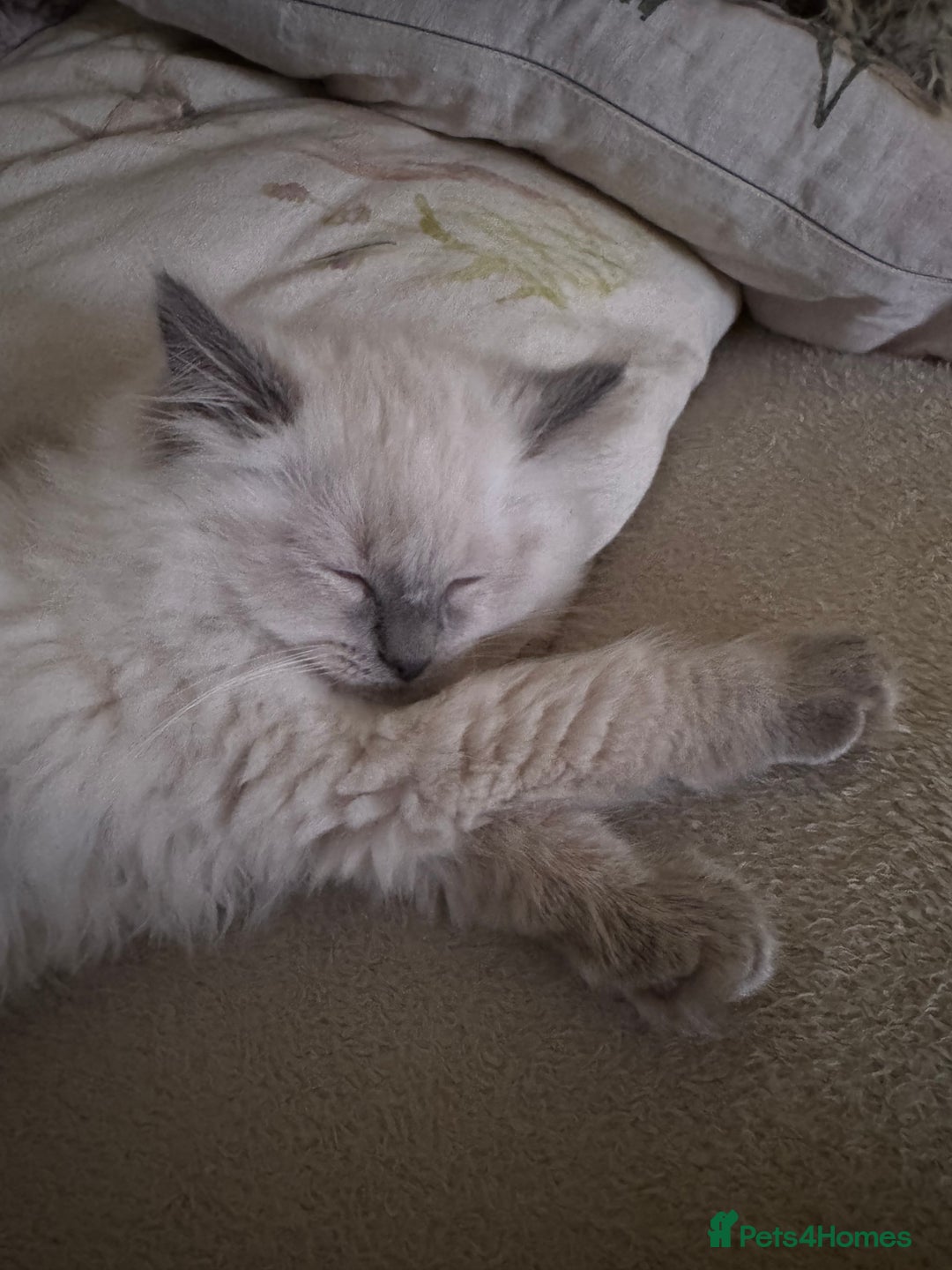 Ragdoll cats for sale: Beautiful Ragdoll - Image 5