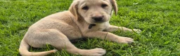 Labrador Retriever dogs for sale: Beautiful and handsome lab puppies - Advert 12