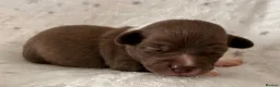 Chihuahua dogs for sale: Beautiful Chihuahua Puppies Raised in Loving Home - Advert 4