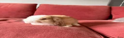 Mini Lop rabbits for sale: 3 Friendly Baby Rabbits Looking for Loving Homes in Buckhurst Hill - Advert 7