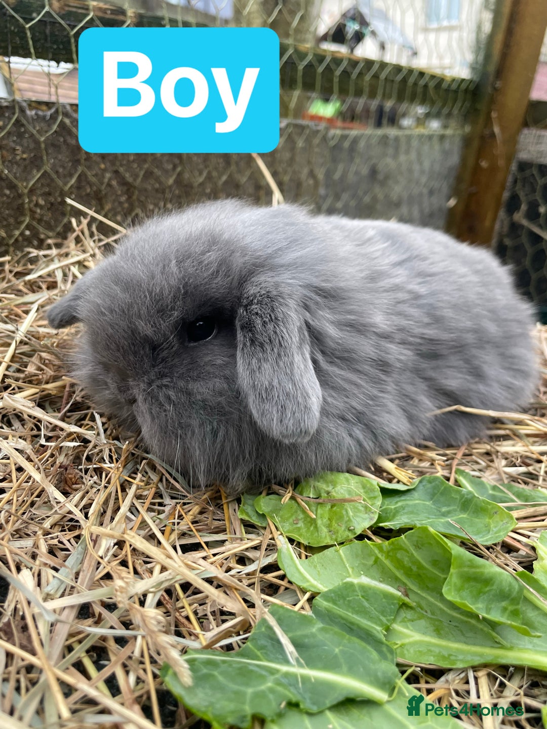 Mini Lop rabbits for sale: Beautiful mini lop babies  - Advert 14