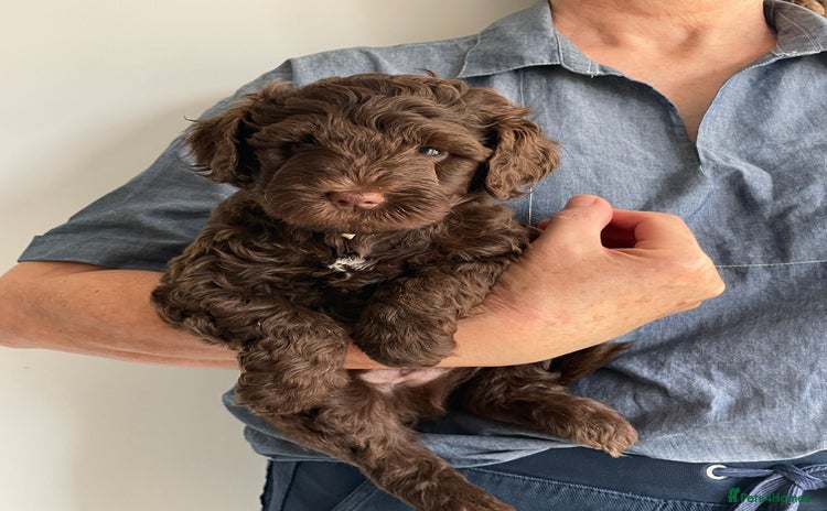 Schnoodle dogs - Advert 3