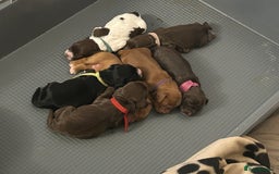 Cocker Spaniel dogs for sale: Final 2 pups in the Litter - Image 12