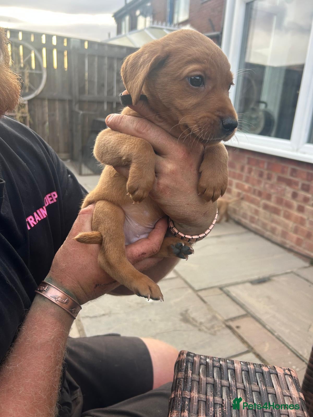 Labrador Retriever dogs Exceptional working Labrador puppies  - Advert 2