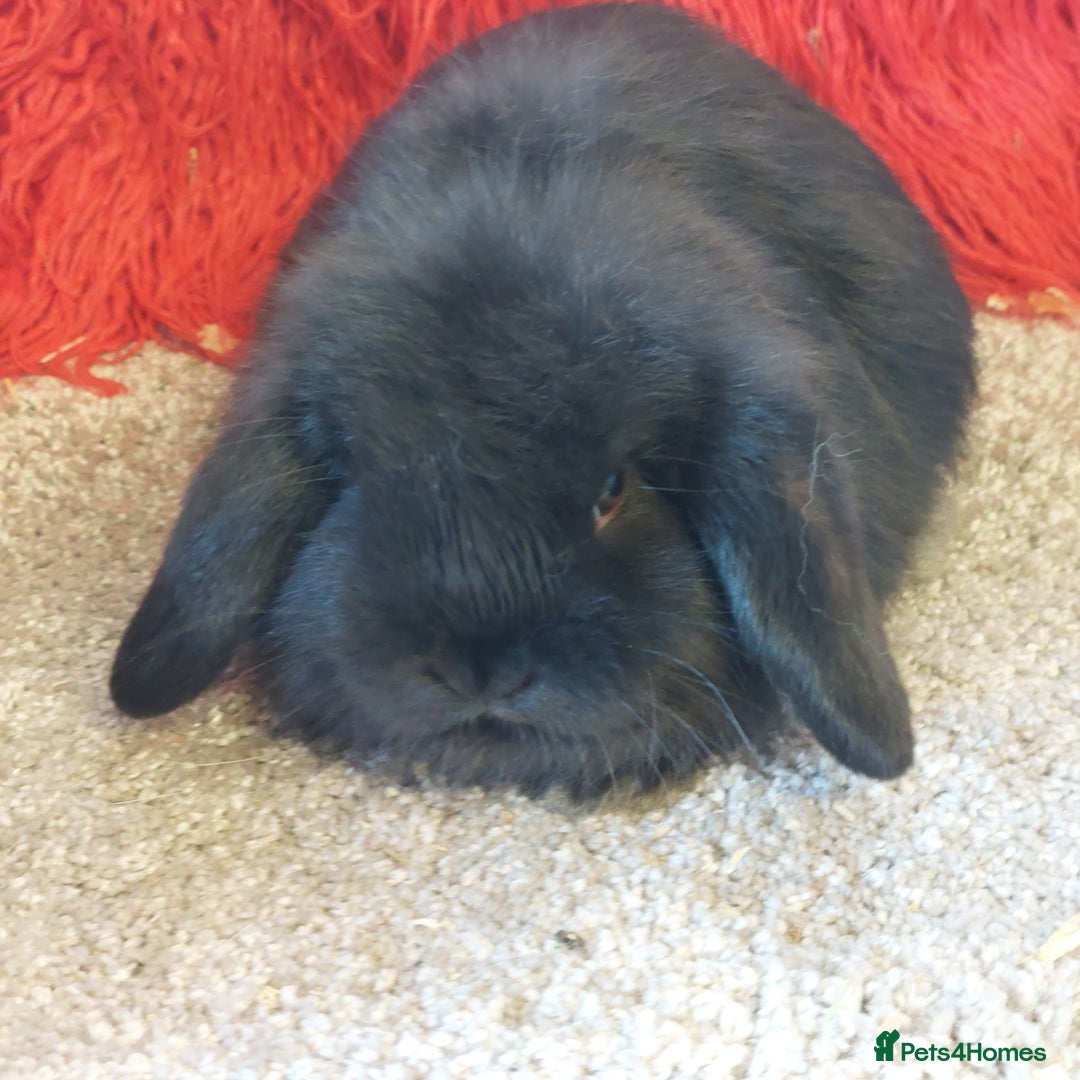Mini Lop rabbits for sale: minilop  babys ready to reserve  - Advert 2