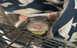 Rat rodents for sale: Adorable Male Rats Looking for a Loving Home - Image 5