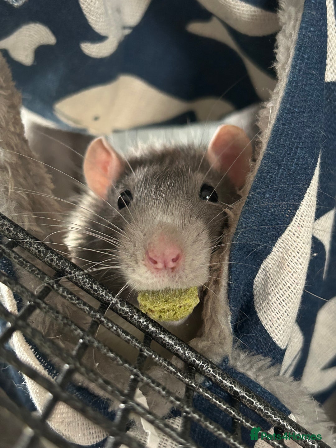 Rat rodents for sale: Adorable Male Rats Looking for a Loving Home - Image 5