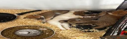 Japanese Shiba Inu dogs for sale: Shiba Inu 2 female puppies ready Friday  - Advert 6
