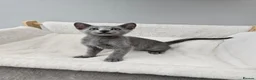 Russian Blue cats for sale: GCCF REGISTERED RUSSIAN BLUE KITTENS  - Advert 26