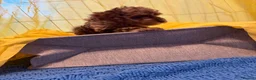 Toy Poodle dogs for sale: Beautiful toy poodle puppies  - Advert 13